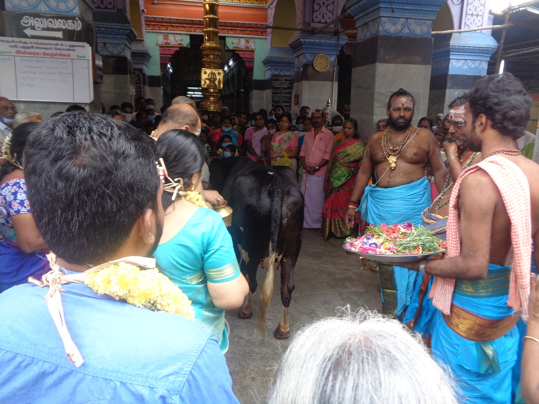 Shani bagawan Cow(koo) puja